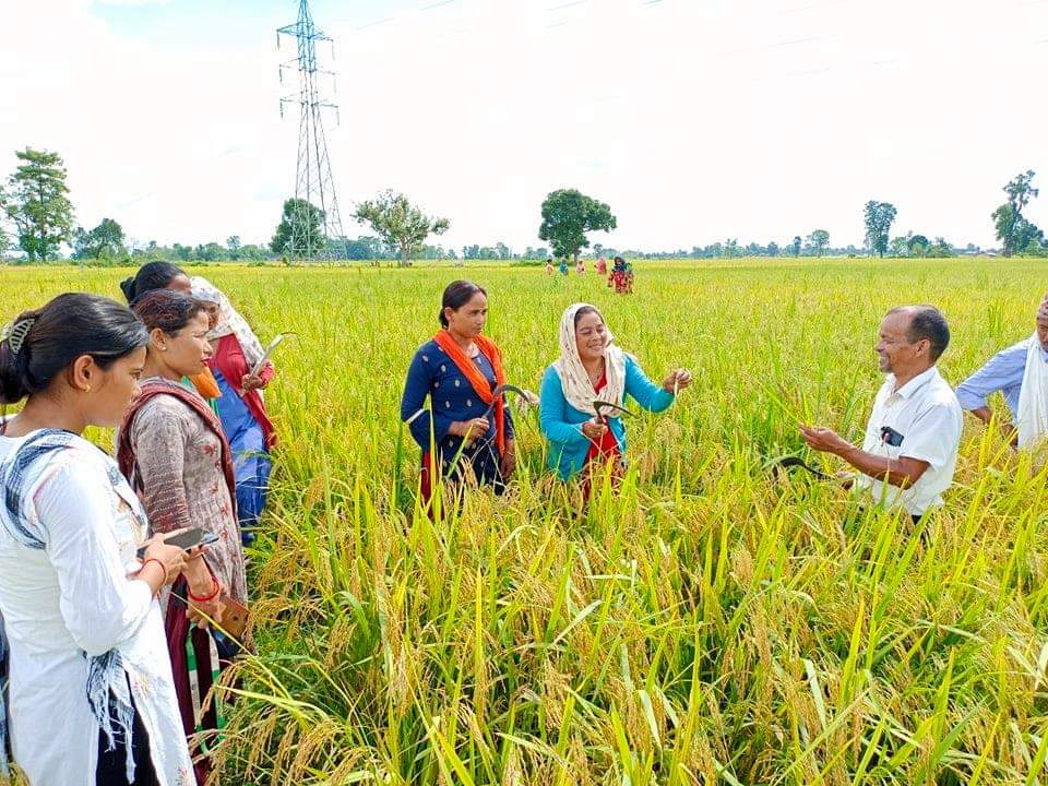 मृतककाे नाममा सामाजिक सुरक्षा भत्ता लिने ५ जनाविरुद्ध मुद्दा दर्ता