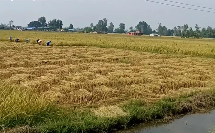 दशैको मुखमा कैलालीमा किसानलाई धान भित्राउन चटारो