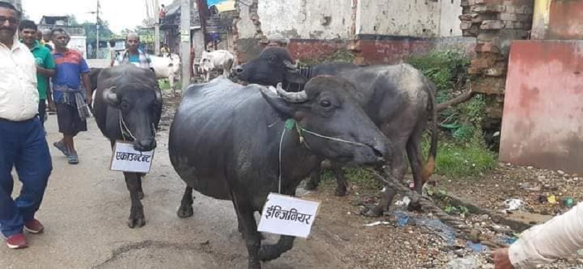 अनियमितता विरुद्ध भैसीहरु पनि सडकमा