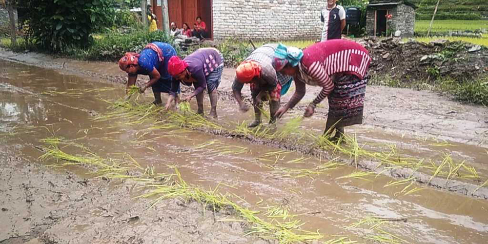 हिलाम्मे सडकमा धान रोपाइँ