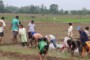 बर्दगोरियाको बालकन्या मावि २०८० को एसइईमा सामुदायिक विद्यालयतर्फ उत्कृष्ट