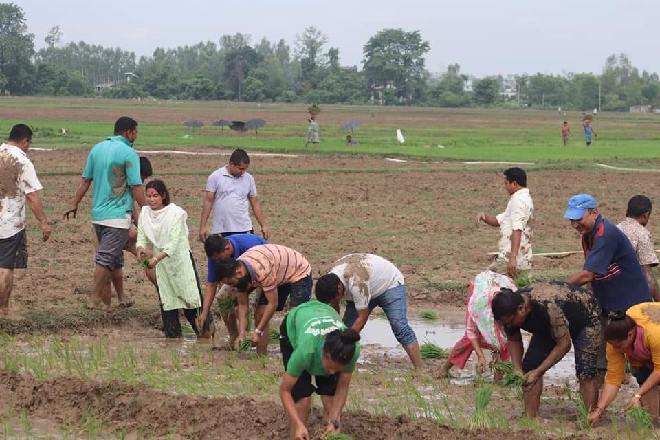 आज राष्ट्रिय धान दिवस: दही चिउराको सांस्कृतिक पर्व मनाइँदै