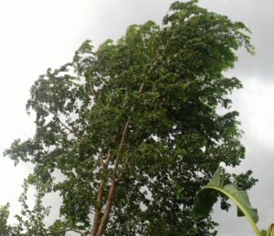 आजको मौसम :हावाहुरीसहित भारी वर्षाको सम्भावना ,सतर्क रहन आग्रह